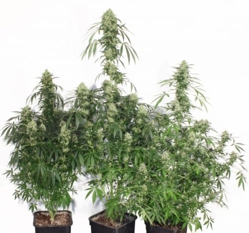 The Ultimate by Dutch Passion Seeds – Resistant to Mould – High Yielding – 12/12 Photoperiod – image 3 – Seed City