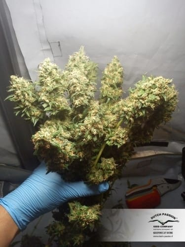 The Ultimate by Dutch Passion Seeds – 50% Indica/50% Sativa – Feminized – Indoor – image 4 – Seed City