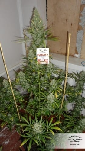 The Ultimate cannabis seeds – Feminized – The End of October – Resistant to Mould – image 5 from Seed City