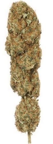 The Ultimate cannabis seeds – Resistant to Mould – 50% Indica/50% Sativa – High Yielding – image 6 from Seed City