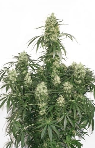 Image 8 of The Ultimate cannabis by Dutch Passion Seeds – Resistant to Mould – 12/12 Photoperiod – Indoor – Seed City