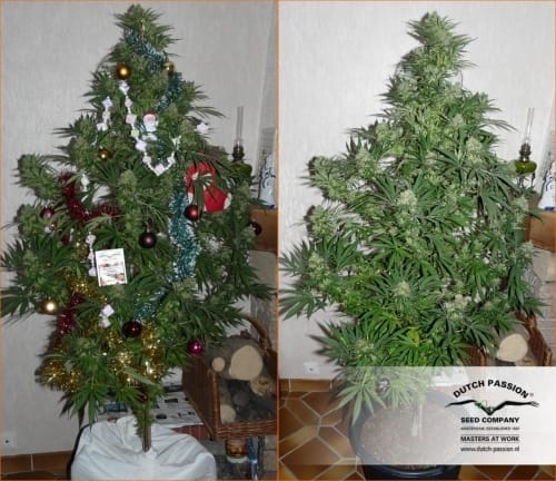 Feminized – The End of October – Indoor – The Ultimate strain – image 9 – from Dutch Passion Seeds via Seed City