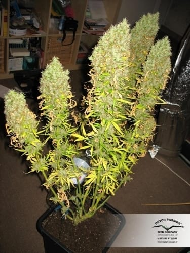 The Ultimate from Dutch Passion Seeds