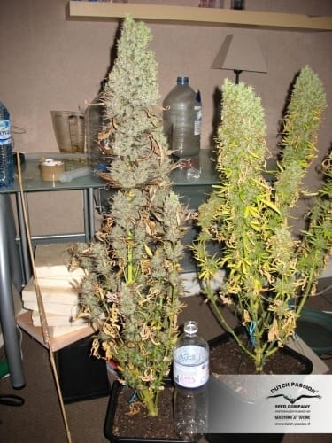 showing The End of October – Feminized – Indoor – image 10 – Seed City