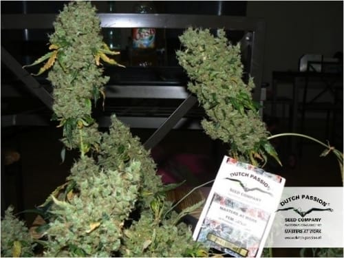 The Ultimate from Dutch Passion Seeds
