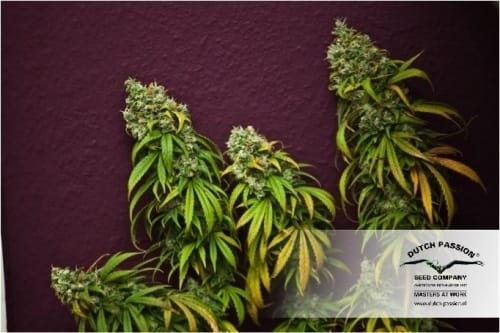 showing High Yielding – Feminized – Indoor – image 12 – Seed City