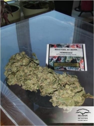 The Ultimate by Dutch Passion Seeds – High Yielding – The End of October – 12/12 Photoperiod – image 13 – Seed City