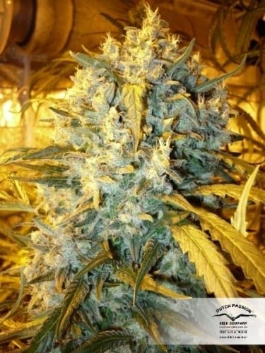 The Ultimate from Dutch Passion Seeds