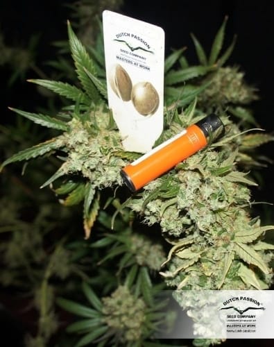 showing 12/12 Photoperiod – Feminized – The End of October – image 14 – Seed City