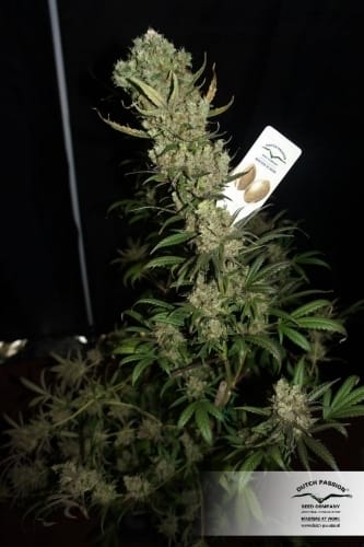 The Ultimate cannabis seeds – Indoor – Feminized – 50% Indica/50% Sativa – image 15 from Seed City