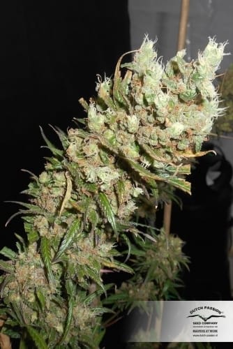 The Ultimate by Dutch Passion Seeds – Feminized – The End of October – 50% Indica/50% Sativa – image 16 – Seed City