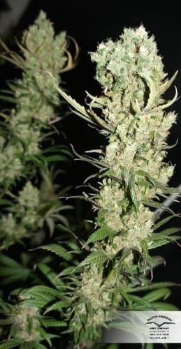 The Ultimate by Dutch Passion Seeds – Feminized – The End of October – Indoor – image 18 – Seed City