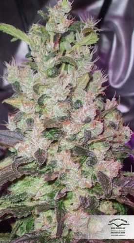 The Ultimate by Dutch Passion Seeds – Short (up to 80cm) – Indoor – 12/12 Photoperiod – image 19 – Seed City