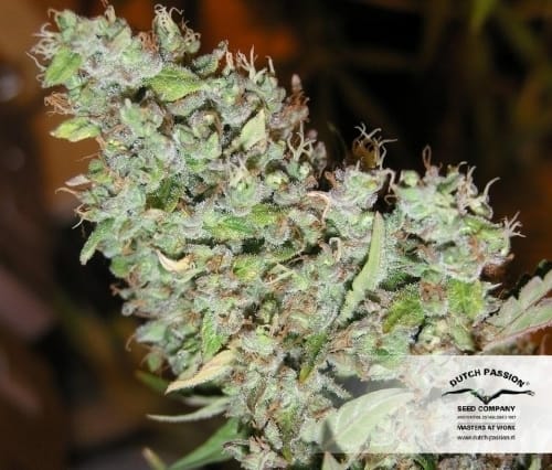 Image 20 of The Ultimate cannabis by Dutch Passion Seeds – Indoor – Short (up to 80cm) – Resistant to Mould – Seed City