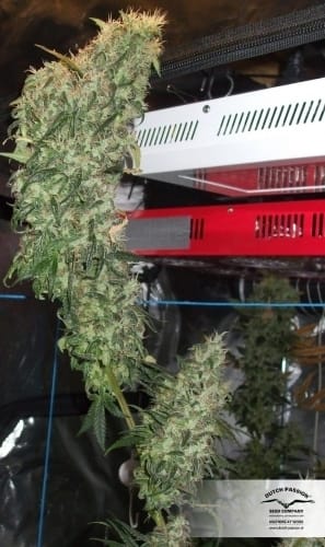 The Ultimate from Dutch Passion Seeds