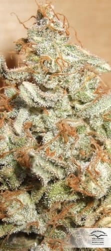 The Ultimate cannabis seeds – 50% Indica/50% Sativa – The End of October – 12/12 Photoperiod – image 22 from Seed City