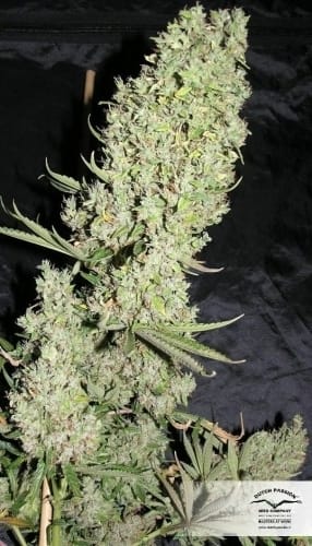The Ultimate by Dutch Passion Seeds – 50% Indica/50% Sativa – Indoor – High Yielding – image 23 – Seed City