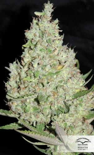 The Ultimate cannabis seeds – Resistant to Mould – Short (up to 80cm) – 50% Indica/50% Sativa – image 24 from Seed City