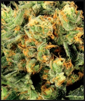 The Church from Green House Seeds