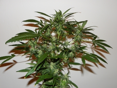 The Cure (Afghan Skunk x Haze AC) by Mr Nice Seeds – Mostly Sativa – 12/12 Photoperiod – Regular – image 2 – Seed City