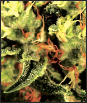 The Doctor cannabis seeds – Narcotic – Female seeds – 12/12 Photoperiod – image 2 from Seed City