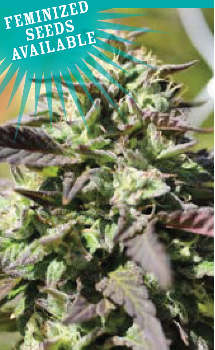 The Bling by Humboldt Seed Company – Guaranteed female plants – Floral – Suited for indoor growing – image 1 – Seed City