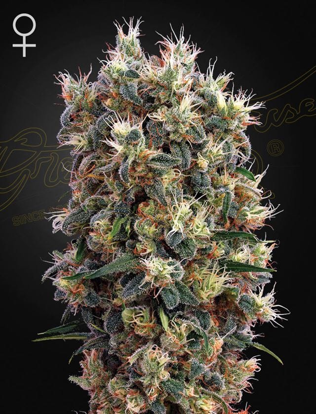 The Church by Green House Seeds – The End of September – Super Strength – 12/12 Photoperiod – image 1 – Seed City