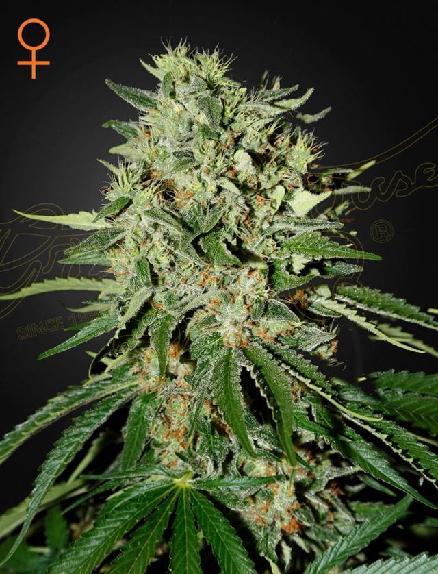 The Doctor cannabis seeds – Female seeds – Mostly Indica – Suited for indoor growing – image 1 from Seed City