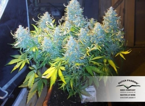 Think Different Auto cannabis seeds – High Yielding – Outdoor – Female seeds – image 2 from Seed City
