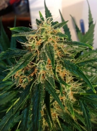 Think Different Auto cannabis seeds – Auto-Flowering – Female seeds – Outdoor – image 3 from Seed City