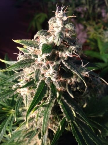 Think Different Auto from Dutch Passion Seeds