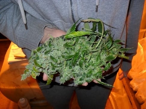 showing Female seeds – Auto-Flowering – Outdoor – image 4 – Seed City