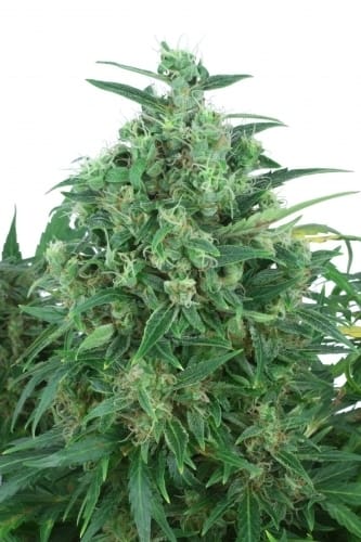 Think Different Auto by Dutch Passion Seeds – Mostly Sativa – Auto-Flowering – High Yielding – image 5 – Seed City