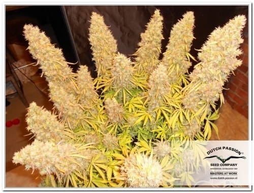 Female seeds – Mostly Sativa – Outdoor – Think Different Auto strain – image 6 – from Dutch Passion Seeds via Seed City