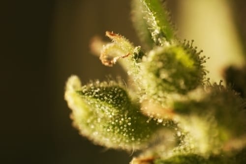 Image 7 of Think Different Auto cannabis by Dutch Passion Seeds – Outdoor – Mostly Sativa – Auto-Flowering – Seed City