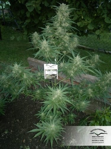 Think Different Auto by Dutch Passion Seeds – Female seeds – High Yielding – Mostly Sativa – image 8 – Seed City