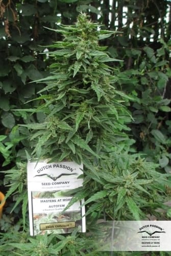 Think Different Auto by Dutch Passion Seeds – Mostly Sativa – Female seeds – High Yielding – image 9 – Seed City