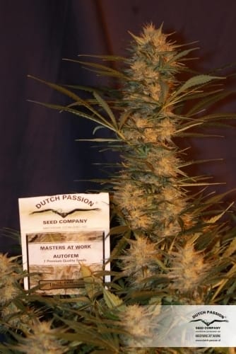 Image 10 of Think Different Auto cannabis by Dutch Passion Seeds – Auto-Flowering – Outdoor – Female seeds – Seed City