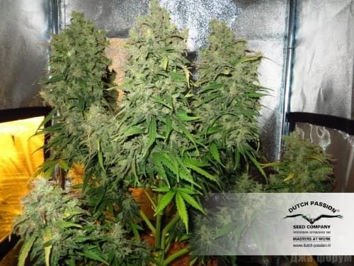 Image 11 of Think Different Auto cannabis by Dutch Passion Seeds – Outdoor – Auto-Flowering – Mostly Sativa – Seed City