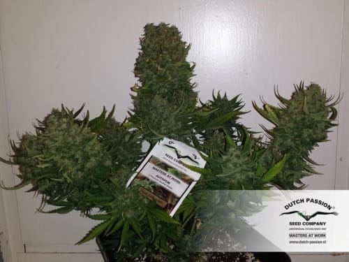 Think Different Auto cannabis seeds – High Yielding – Mostly Sativa – Female seeds – image 12 from Seed City