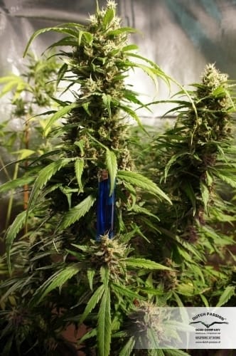 Think Different Auto by Dutch Passion Seeds – Mostly Sativa – High Yielding – Auto-Flowering – image 13 – Seed City