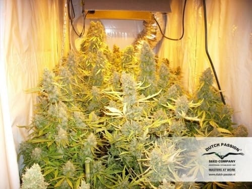 Think Different Auto from Dutch Passion Seeds