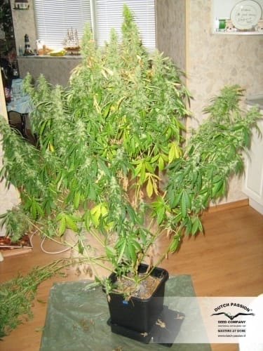 showing Outdoor – Mostly Sativa – Auto-Flowering – image 14 – Seed City