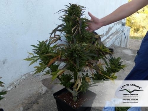 Think Different Auto from Dutch Passion Seeds