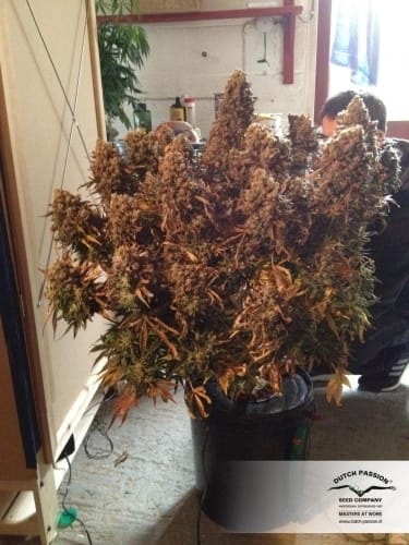 showing Outdoor – Female seeds – Mostly Sativa – image 15 – Seed City