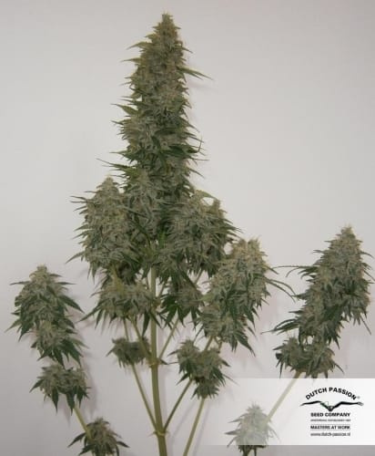 Think Different Auto by Dutch Passion Seeds – High Yielding – Female seeds – Mostly Sativa – image 16 – Seed City