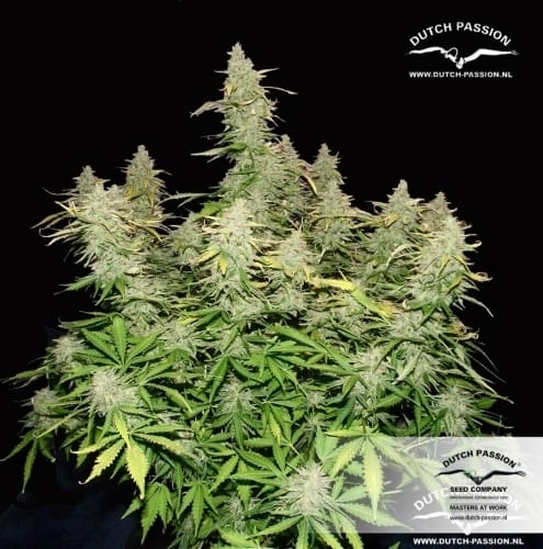 Think Different Auto by Dutch Passion Seeds – Outdoor – High Yielding – Auto-Flowering – image 17 – Seed City