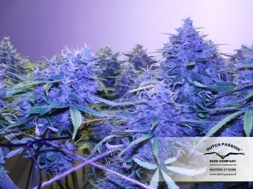 Think Different Auto cannabis seeds – Female seeds – High Yielding – Auto-Flowering – image 18 from Seed City