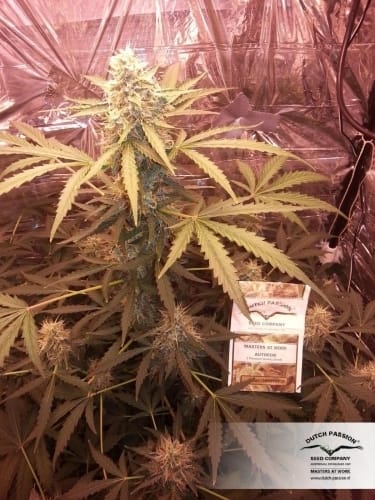 Outdoor – Female seeds – High Yielding – Think Different Auto strain – image 19 – from Dutch Passion Seeds via Seed City