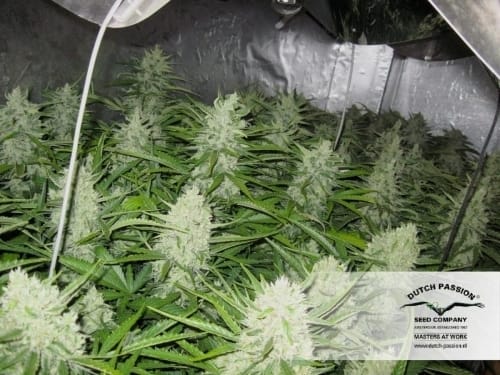 Think Different Auto by Dutch Passion Seeds – Mostly Sativa – High Yielding – Auto-Flowering – image 20 – Seed City
